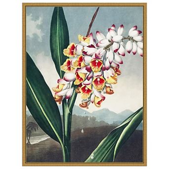 Amanti Art Temple of Flora VII by Dr. robert j. Thornton Framed Canvas Wall Art Print