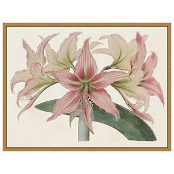 Amaryllis Varietals I by Bette Ridgeway Framed Canvas Wall Art Print