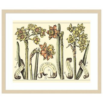 Narcissus in Bloom II by Mark W. Langlois Wood Framed Wall Art Print