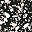 Black Speckle