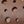 Chestnut Smooth