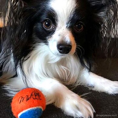 Midlee Squeaky Mini Tennis Ball For Dogs- Pack Of 12