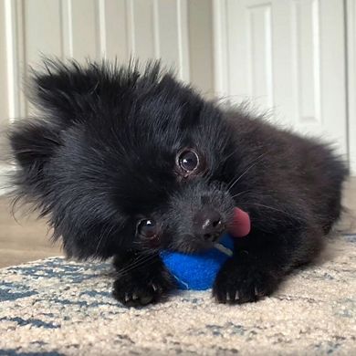 Midlee Dog Tennis Balls- Set Of 12- 4th Of July