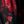 Red Night Floral