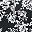 Black Botanical