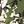 Burnt Olive Floral