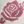 White Rose