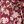 Wine Scarlet Vine