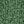 Forest Green Solid