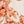 Ivory Rust Coral