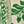 Ivory Green