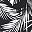 Black Shadow Palm