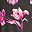 Pink Tulip
