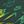 Fir