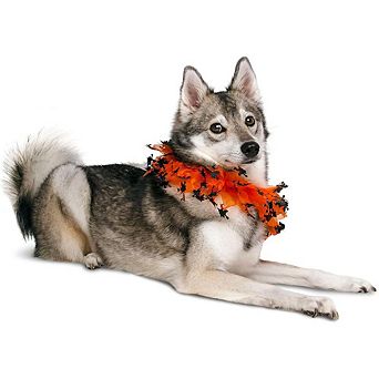 Midlee Witch Halloween Decorative Dog Collar