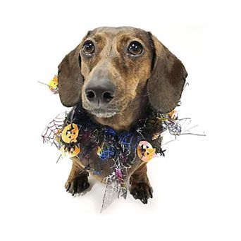 Midlee Pumpkin & Spider Web Halloween Decorative Dog Collar