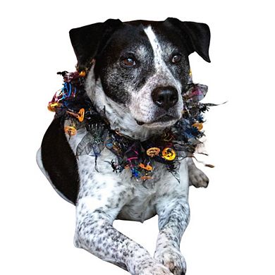 Midlee Pumpkin & Spider Web Halloween Decorative Dog Collar
