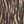 Brown Zebra