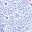 Blue Floral