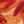 Red Gold Fuchsia