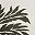 Trio Palm Olive