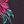 Black Poinsettia