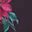 Black Poinsettia