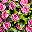 Pink1