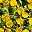 Yellow1