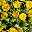 Yellow2