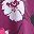 Deep Claret Multi