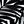 Black Fern