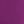 Purple Tulip