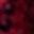 Fuschia