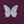 Plum Butterfly