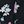 Black Blossoms
