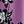 Light Orchid Floral