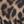Tan Leopard Print