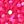 Fushia