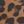 Tobacco Leopard