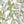 Ivory Mint Floral