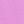 Aster Pink