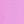 Aster Pink