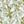 Ivory Mint Floral