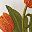 Red Tulip