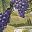 Wine Grape
