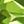 Genuine Peridot