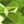 Genuine Peridot