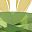 Genuine Peridot