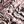 Shell Pink Animal